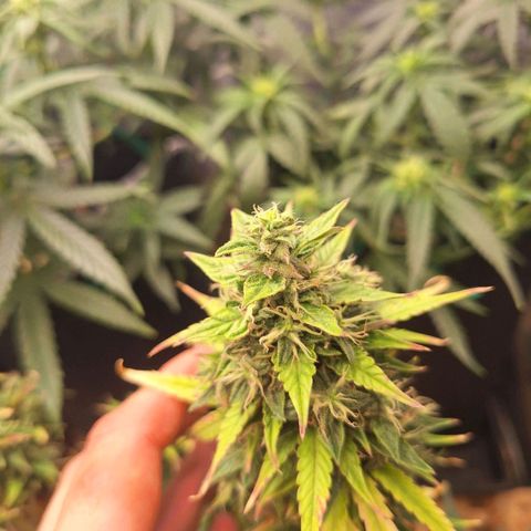 Bruce Banner Auto #1 growlog timeline photo