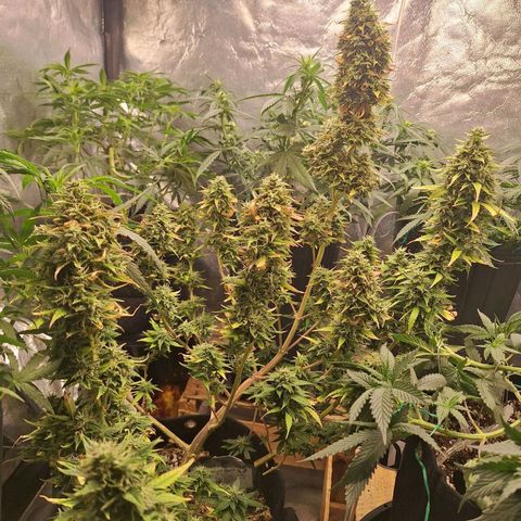 Bruce Banner Auto #1 growlog timeline photo