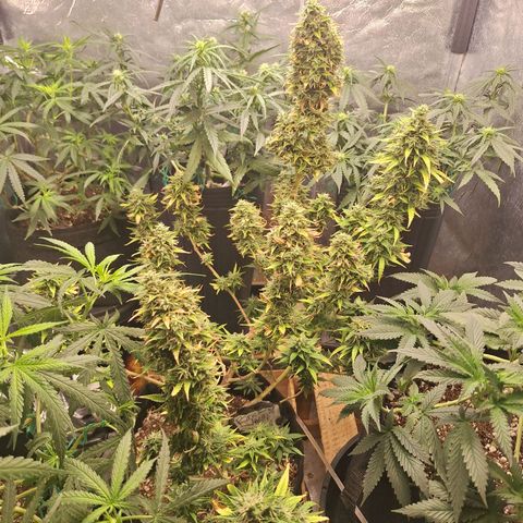 Bruce Banner Auto #1 growlog timeline photo