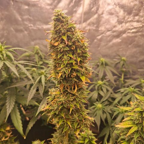 Bruce Banner Auto #1 growlog timeline photo