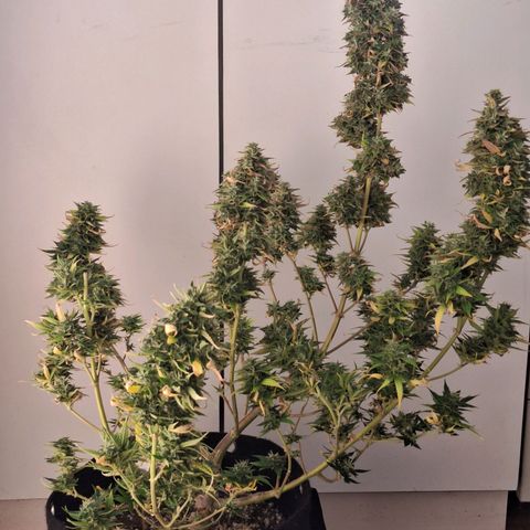 Bruce Banner Auto #1 growlog timeline photo