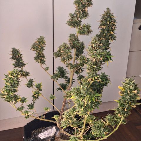 Bruce Banner Auto #1 growlog timeline photo