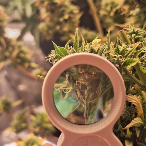 Bruce Banner Auto #1 growlog timeline photo