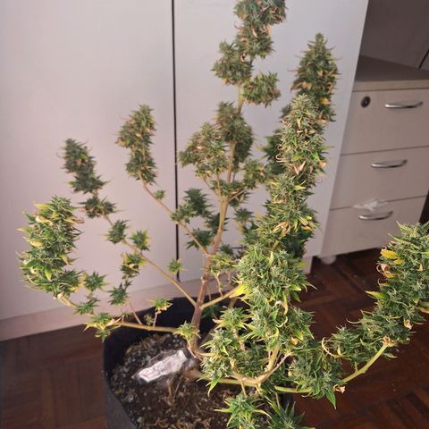 Bruce Banner Auto #1 growlog timeline photo