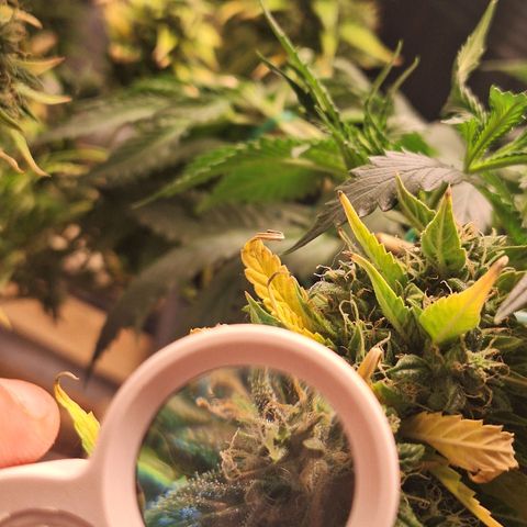 Bruce Banner Auto #1 growlog timeline photo