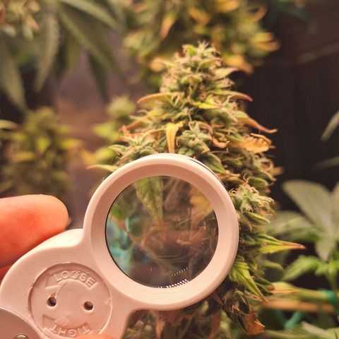Bruce Banner Auto #1 growlog timeline photo