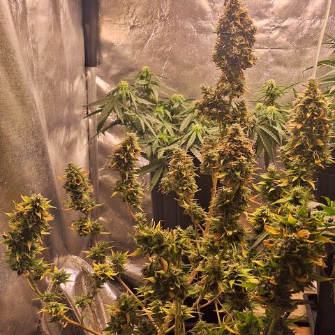 Bruce Banner Auto #1 growlog timeline photo