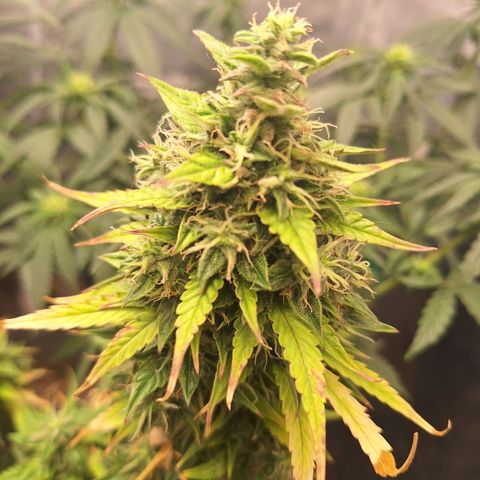 Bruce Banner Auto #1 growlog timeline photo