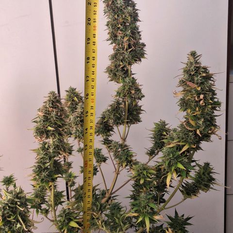 Bruce Banner Auto #1 growlog timeline photo