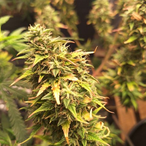 Bruce Banner Auto #1 growlog timeline photo