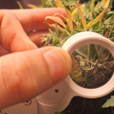 Bruce Banner Auto #1 growlog timeline photo