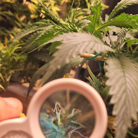 Bruce Banner Auto #1 growlog timeline photo