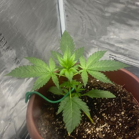 OG Cheese growlog photo: have been lst training for 4 days! really starting to sprout!!