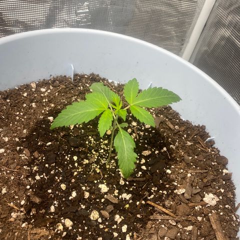 Random Seed growlog photo: getting big! almost a week until we start lst (: