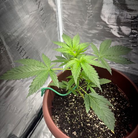 OG Cheese growlog photo: before lst training for the 2nd time!! 
