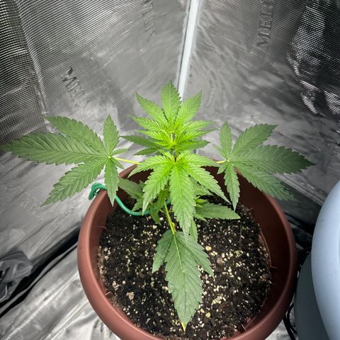 OG Cheese growlog photo: before lst training for the 2nd time!! 