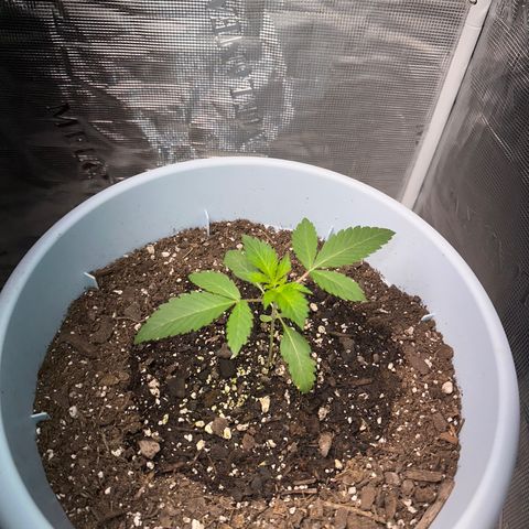 Random Seed growlog photo: starting to grow its second set! 