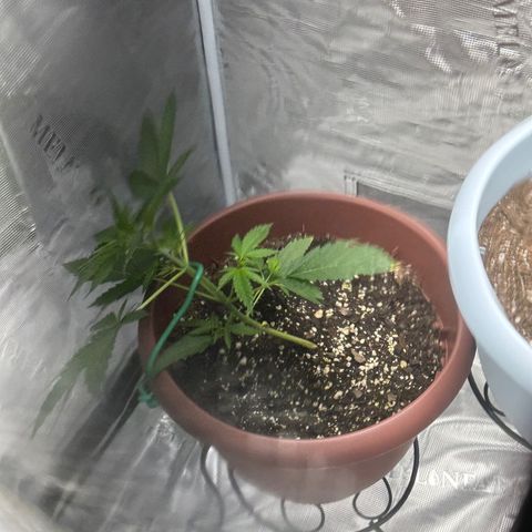 OG Cheese growlog photo: tied it down for the second time today 