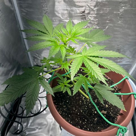 OG Cheese growlog photo: our beautiful baby is getting big!!! almost @ vegetation stage!! 