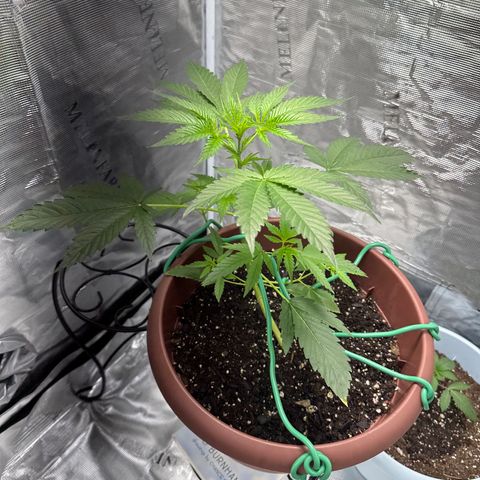 OG Cheese growlog photo: our beautiful baby is getting big!!! almost @ vegetation stage!! 