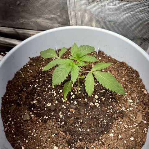 Random Seed growlog photo: it fell over two days ago and we had to replant it ): it’s doing good & going strong so far! let’s hope it pulls through ):