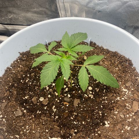 Random Seed growlog photo: a little down turned but still growing despite it falling!