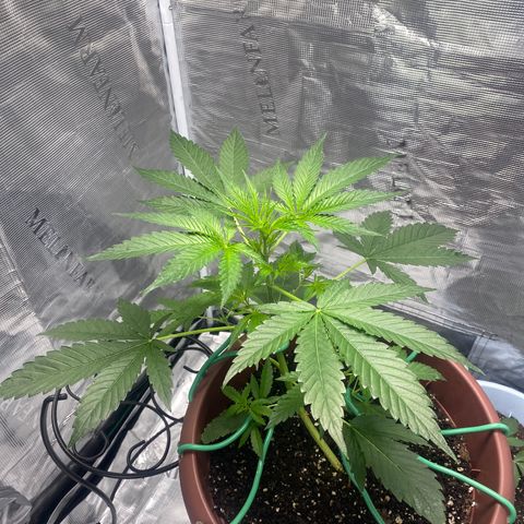 OG Cheese growlog photo: gorgeous beautiful baby (,: