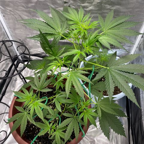 OG Cheese growlog photo: getting huge, going to move it to the ground soon