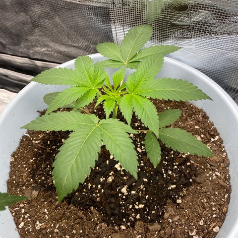 Random Seed growlog photo: so far so good!!!