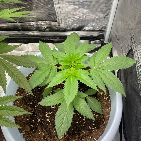Random Seed growlog photo: looking healthy, the leaves are a little fat but it’s cute
