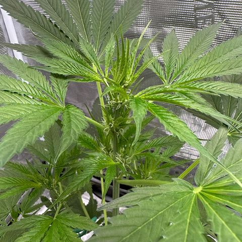 OG Cheese growlog photo: bud sites have begun forming!