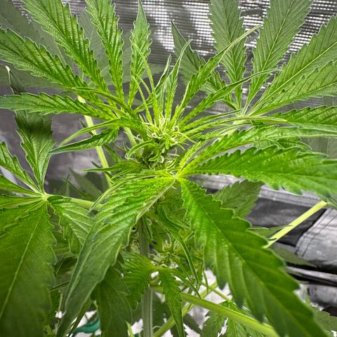 OG Cheese growlog photo: bud sites have begun forming!