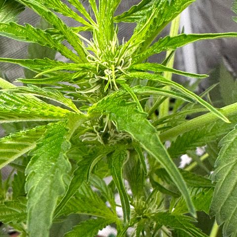 OG Cheese growlog photo: bud sites have begun forming!