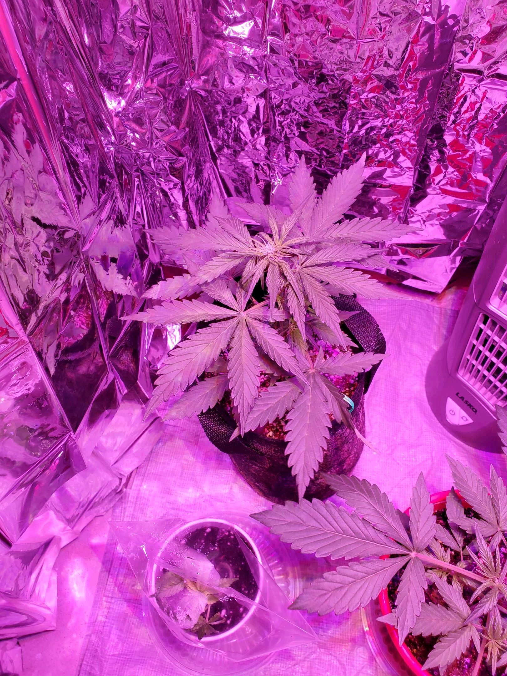 Bubblegum growlog header
