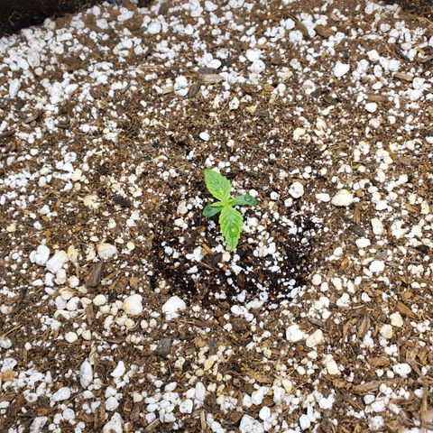 Bubba's Gift growlog photo: Starting to get second set of true leaves.