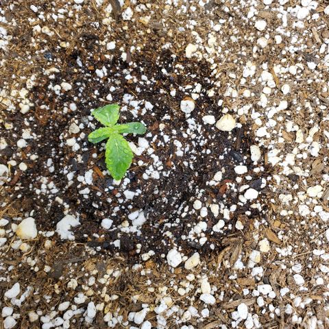 Bubba's Gift growlog timeline photo