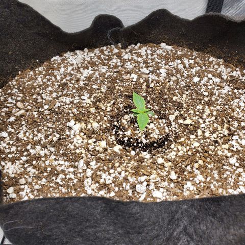 Bubba's Gift growlog photo: Picture before first feeding.