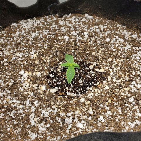 Bubba's Gift growlog photo: Picture 8hrs after first feeding