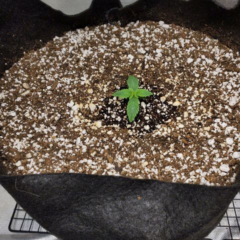 Bubba's Gift growlog timeline photo