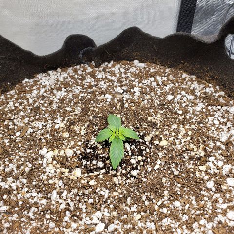 Bubba's Gift growlog timeline photo