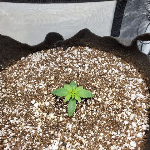 Bubba's Gift growlog timeline photo