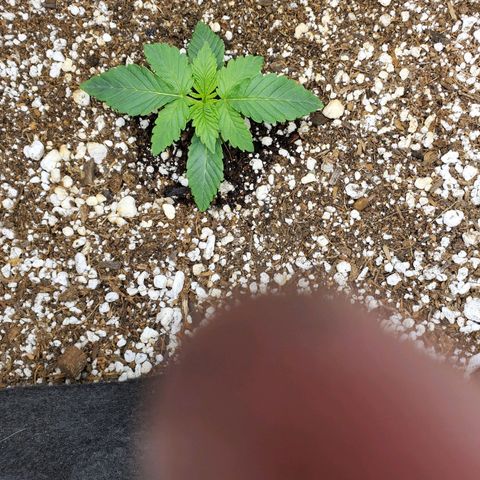 Bubba's Gift growlog timeline photo