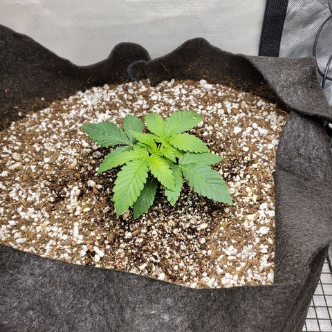 Bubba's Gift growlog photo: Just fed 