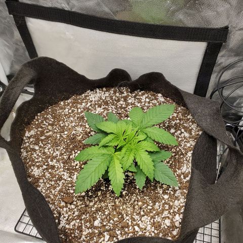 Bubba's Gift growlog timeline photo