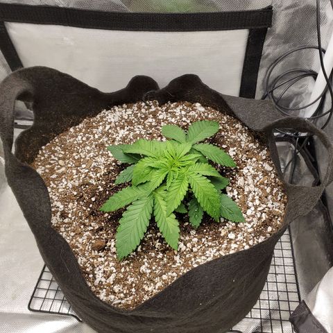 Bubba's Gift growlog photo: Just watered
