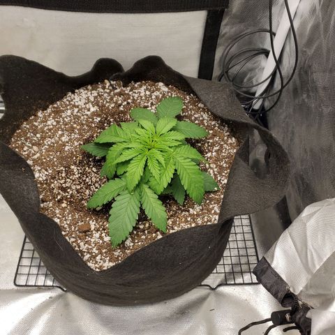 Bubba's Gift growlog photo: Leaves are getting huge!