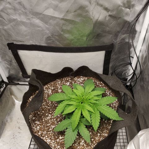 Bubba's Gift growlog timeline photo