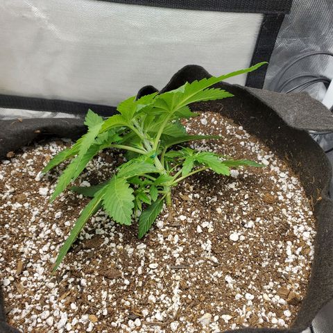 Bubba's Gift growlog photo: Some bending lst of the main stock