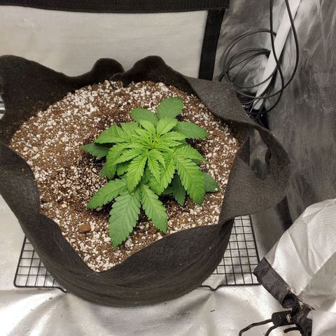 Bubba's Gift growlog timeline photo
