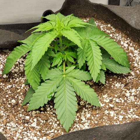 Bubba's Gift growlog photo: Already recovered from yesterdays bend.  Starting the next bend.